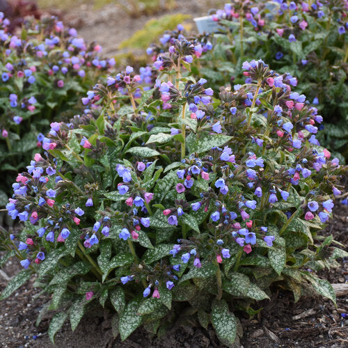 Pink-a-Blue pulmonaria with pink and blue flowers