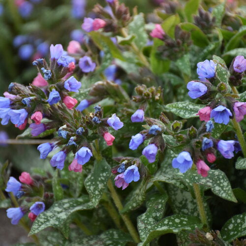 Pink-a-Blue Pulmonaria in a nursery pot