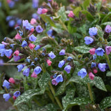 Pink-a-Blue Pulmonaria in a nursery pot