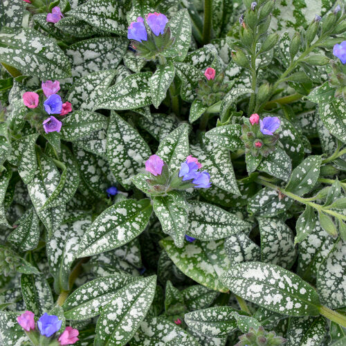 Pink-a-Blue pulmonaria with pink and blue flowers in a pot