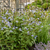 Stand by Me bush clematis in a nursery pot