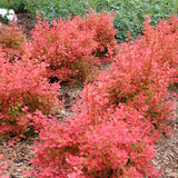 Sunjoy Neo barberry in a nursery pot