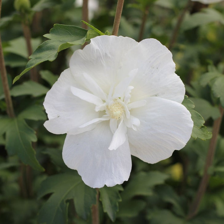 dwarf double white hibiscus potted plant White CHIFFON® Rose of Sharon