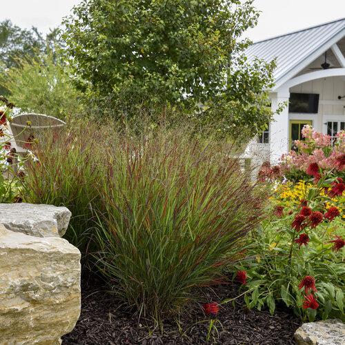 Prairie Winds Cheyenne Sky panicum in a pot