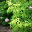 Lemony Lace elderberry in a nursery pot with yellow foliage