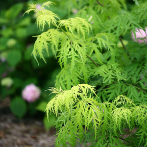 Lemony Lace elderberry in a nursery pot with yellow foliage