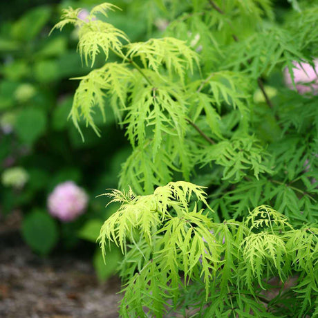 Lemony Lace elderberry in a nursery pot with yellow foliage