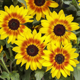 Suncredible Saturn sunflower in a pot with yellow blooms