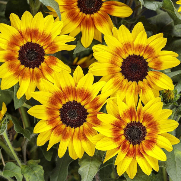 Suncredible® Saturn™ Sunflower | Proven Winners® – Creekside
