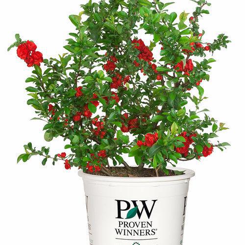 Double Take Scarlet quince shrub with red blooms and green leaves