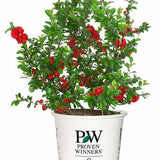 Double Take Scarlet quince shrub with red blooms and green leaves
