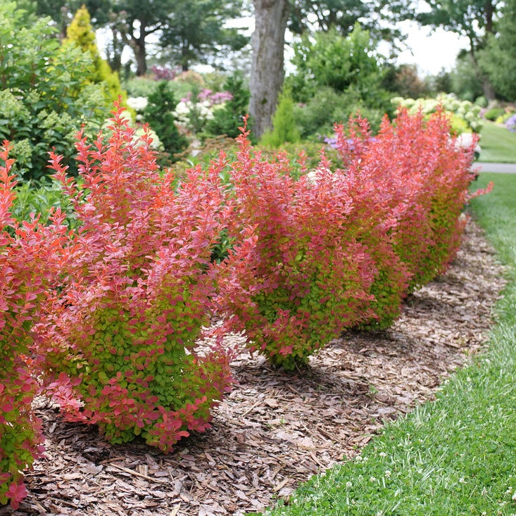 Sunjoy Orange Pillar barberry in a nursery container