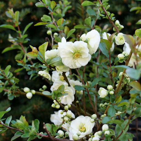 Double Take Eternal White quince with white blossoms in bloom