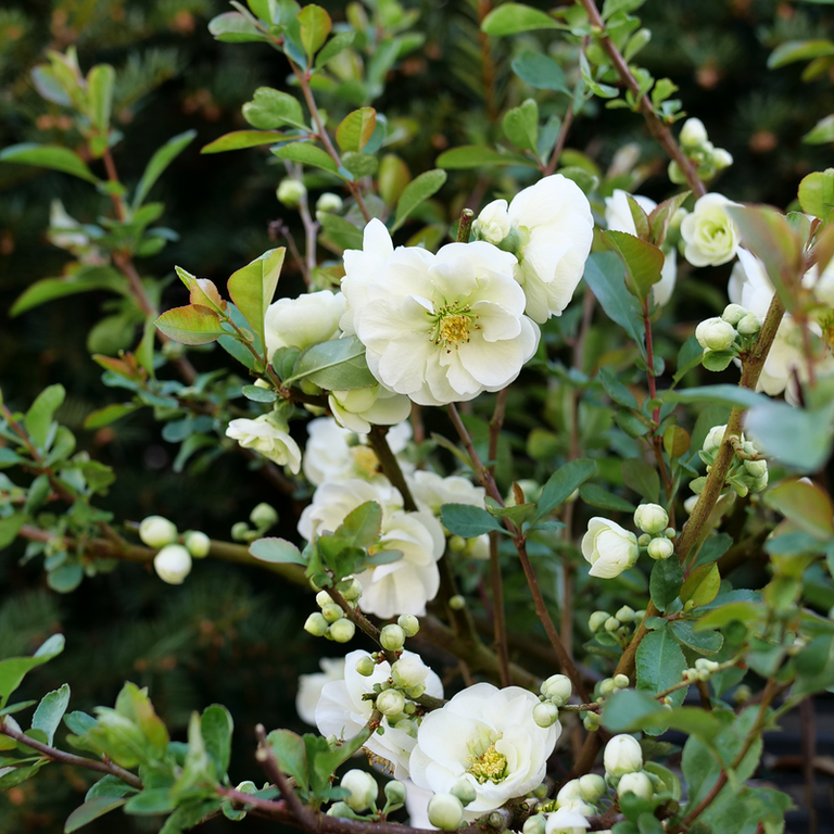 8601.リーンロゼ ダフネ フラワーベース DOUBLE TAKE ETERNAL WHITE™ Quince – Creekside Nursery, Inc