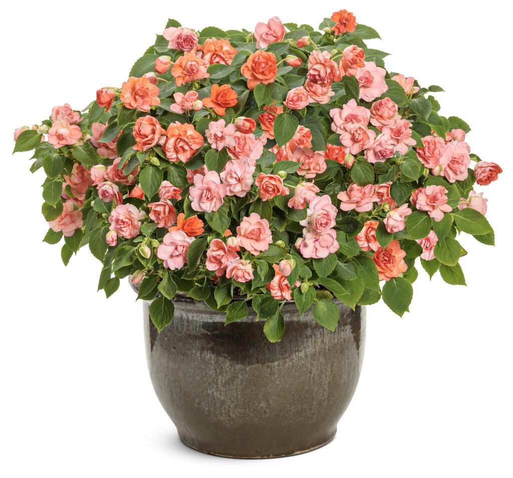 Pink and white double impatiens in a nursery pot