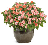 Pink and white double impatiens in a nursery pot