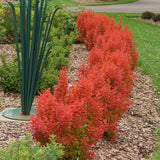 Sunjoy Orange Pillar barberry in a nursery pot