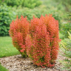 Sunjoy Orange Pillar barberry in a nursery pot