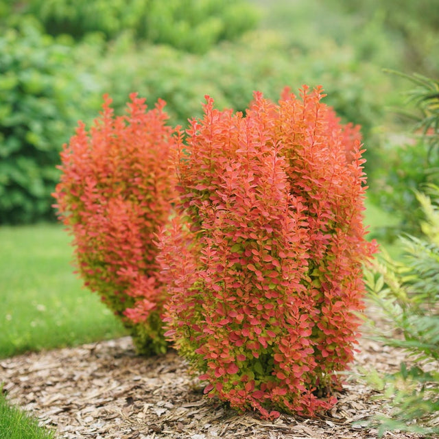 Sunjoy Orange Pillar barberry in a nursery pot