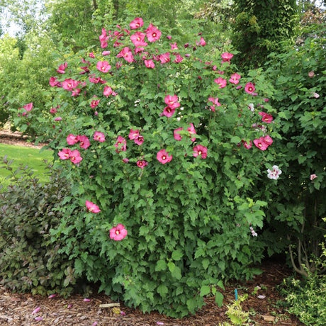 Paraplu red rose of sharon shrub with red flowers in pot