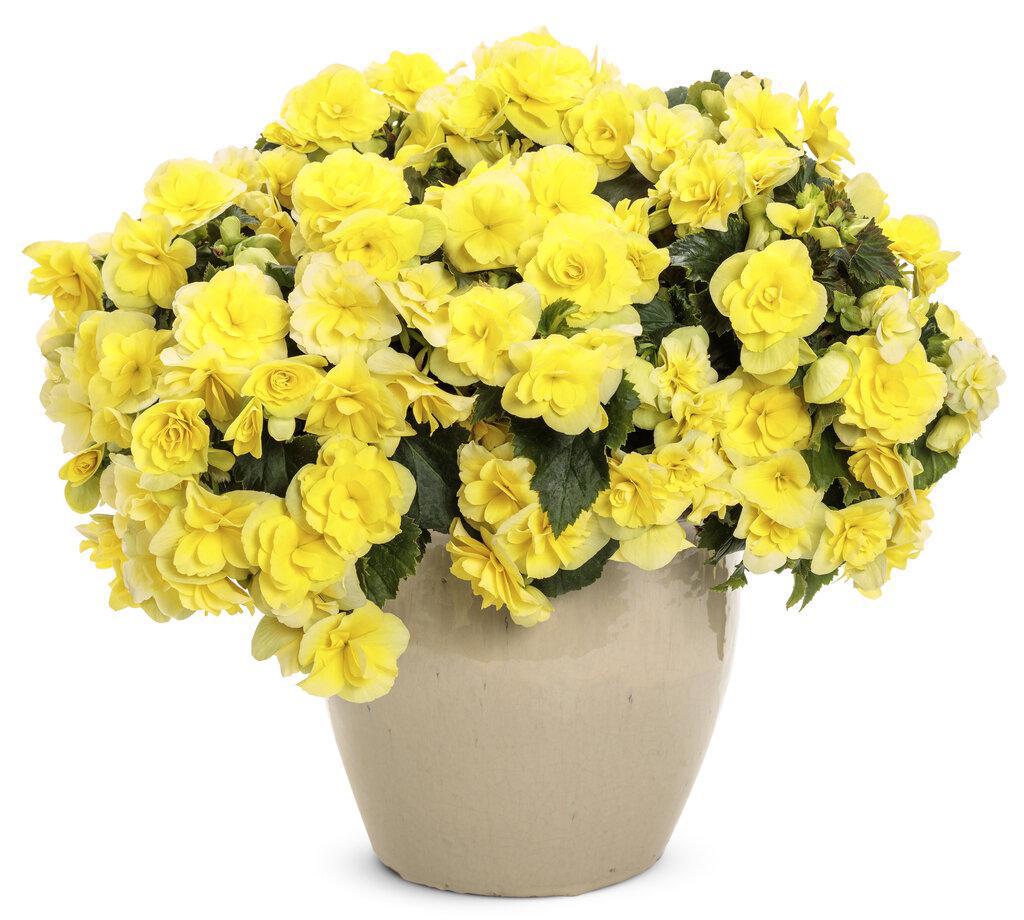 Solenia Yellow Rieger Begonia in a pot with yellow blooms