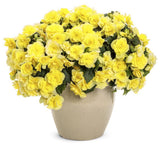 Solenia Yellow Rieger Begonia in a pot with yellow blooms