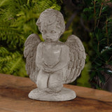 Giving Angel stone plant in a decorative pot
