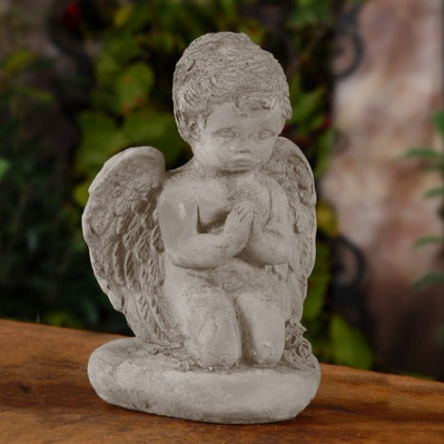 Praying Angel stone plant in a small nursery pot