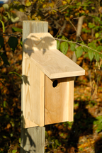 Western Bluebird birdhouse with blue roof and entry hole