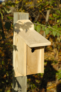 Western Bluebird birdhouse with blue roof and entry hole