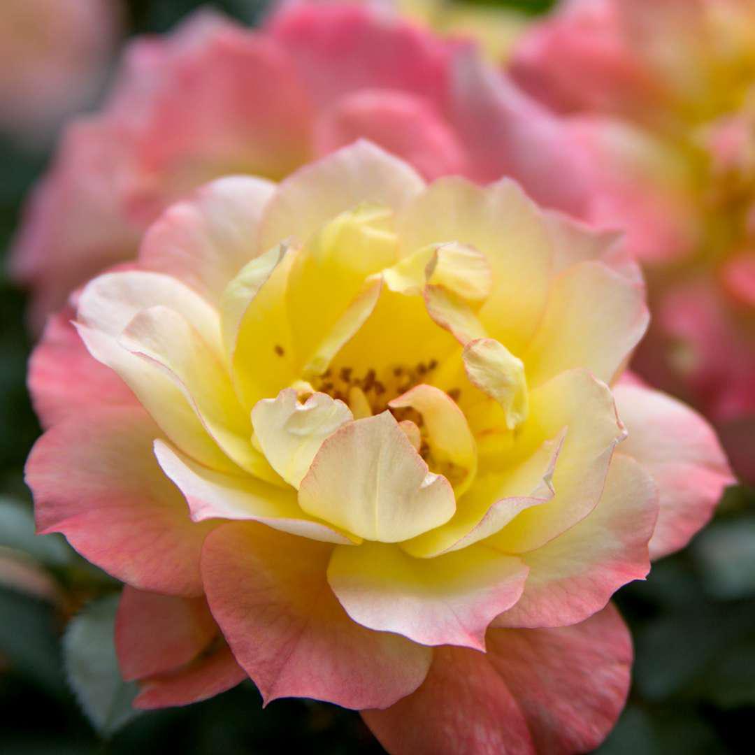 Oso Easy Italian Ice® Rose | Proven Winners® – Creekside Nursery, Inc