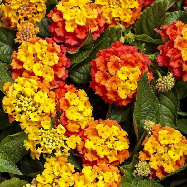 Luscious® Basket Tangelow® Lantana | Proven Winners® – Creekside