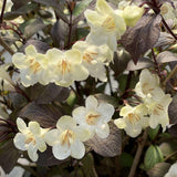 Wine and Spirits weigela shrub with pink flowers