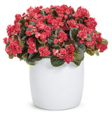 Double Up Red begonia with red blooms in a pot