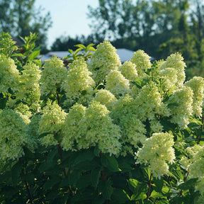 Limelight Prime panicle hydrangea with green blooms in pot