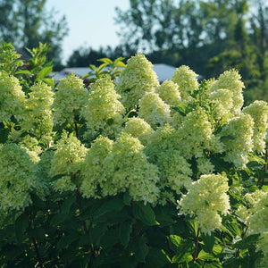 Limelight Prime panicle hydrangea with green blooms in pot