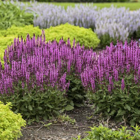 Salvia 'Pink Profusion' with pink flower spikes in a pot