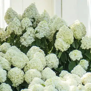 Hydrangea Moon Dance®