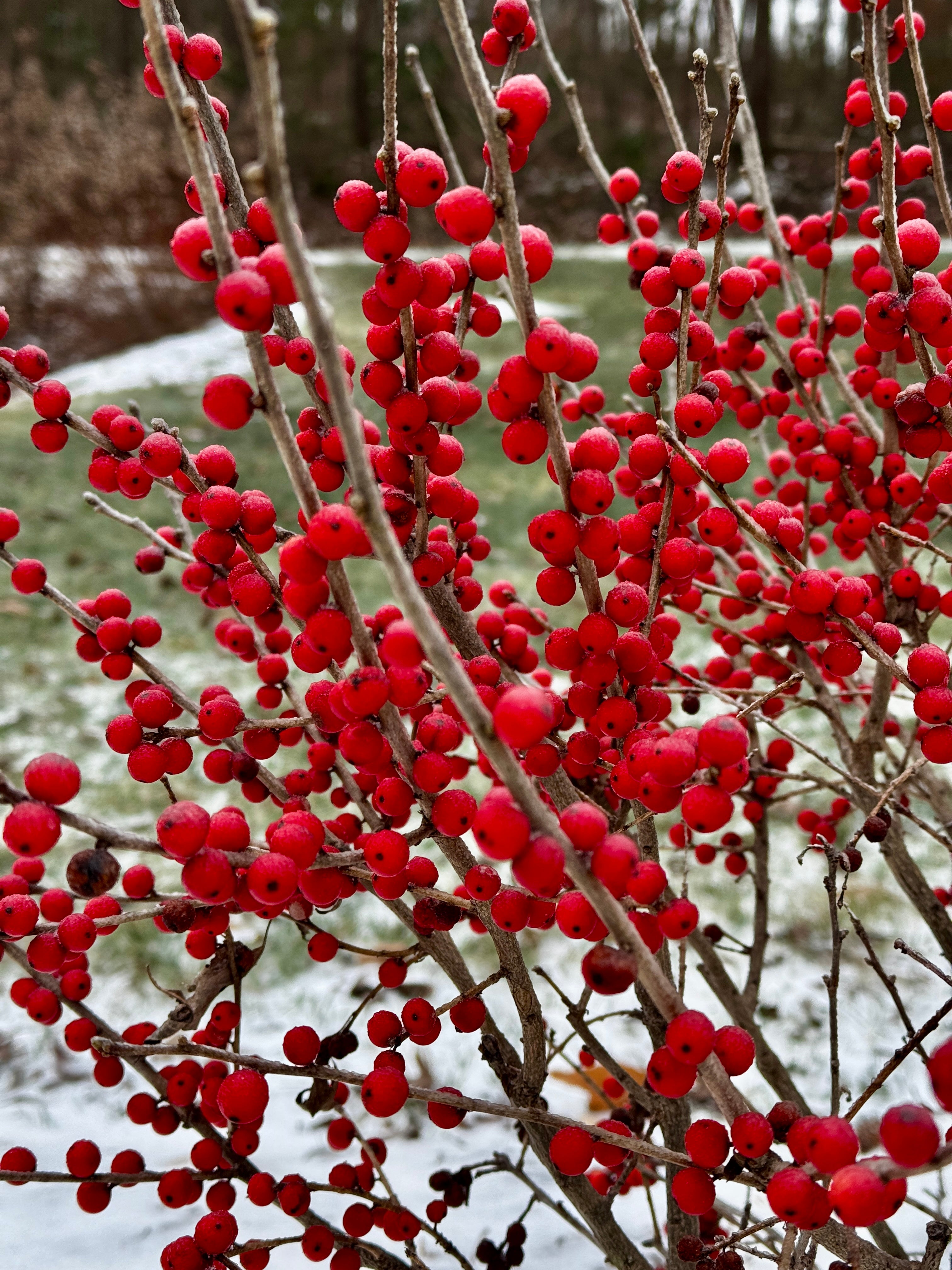 BERRY POPPINS® Holly- Winterberry – Creekside Nursery, Inc