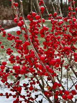 Winterberry holly with bright red berries in a container