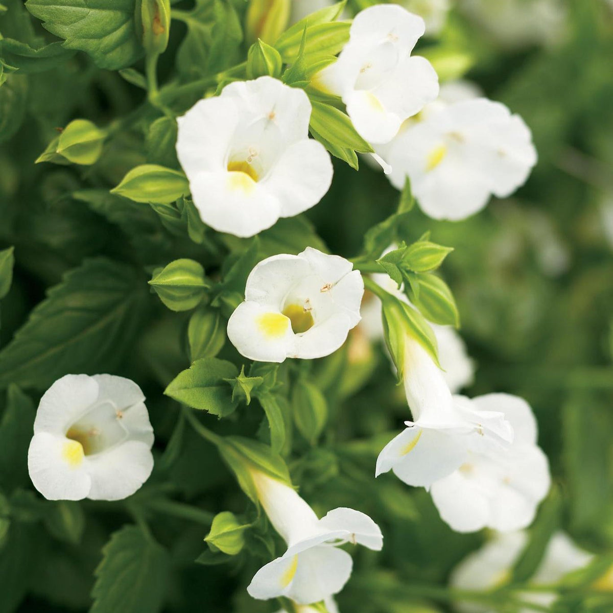White linen torenia flowers in a pot with green foliage