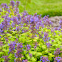 Lemon Purrfection nepeta with purple flowers in a pot