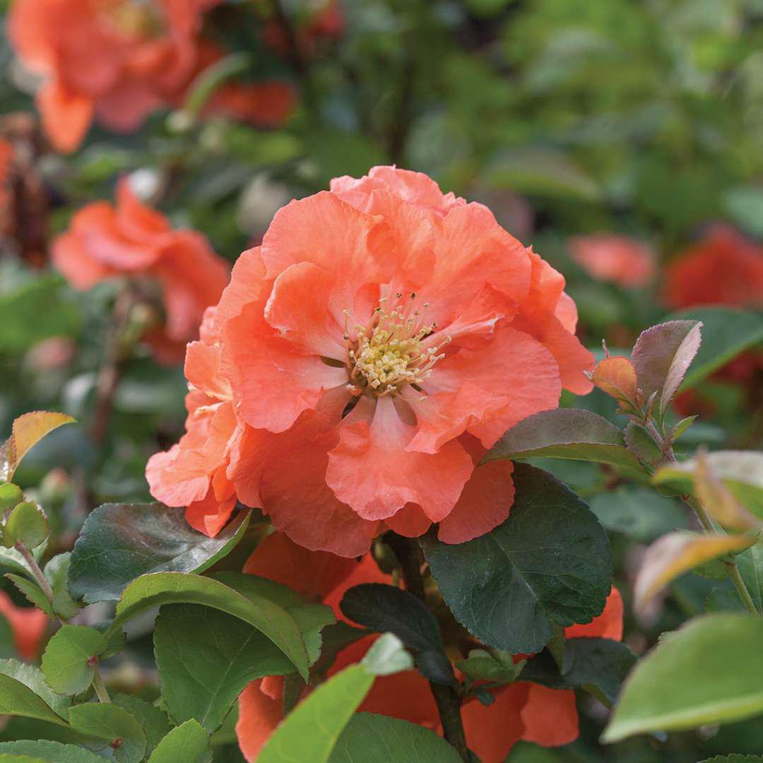 DOUBLE TAKE® Peach Quince – Creekside Nursery, Inc