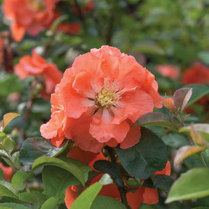 'Double Take Peach' Quince