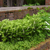 Solomon’s seal in a nursery pot with arching green stems