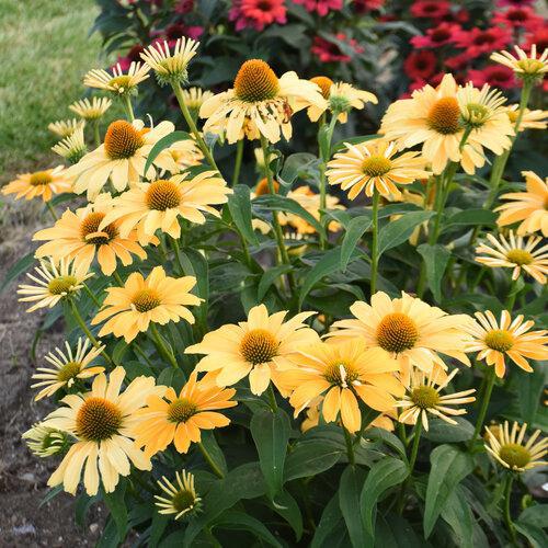Color Coded One in a Melon coneflower in bloom, pink petals