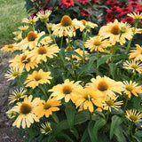 Color Coded One in a Melon coneflower in bloom, pink petals