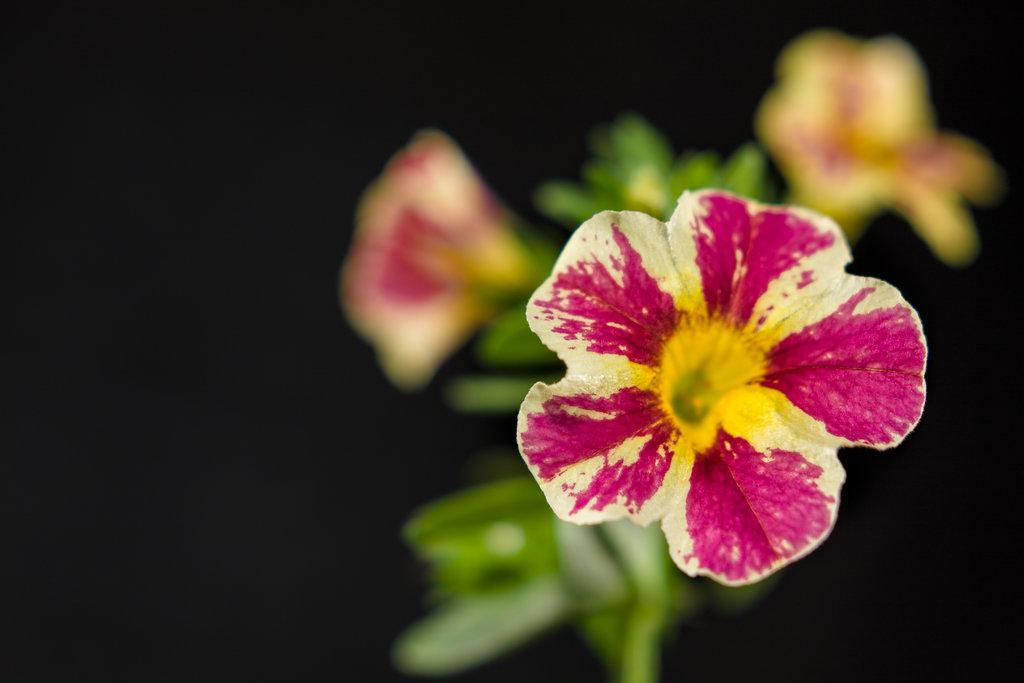 Superbells® Holy Moly!® Calibrachoa | Proven Winners® – Creekside