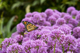 Allium 'Serendipity' with purple blooms in a pot