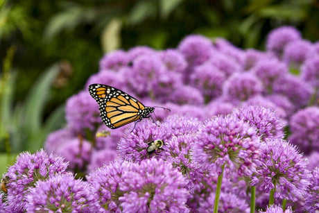 Allium 'Serendipity' with purple blooms in a pot